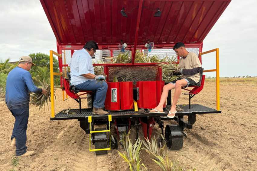 Dia de Campo em São Francisco de Itabapoana apresenta tecnologias para produtores