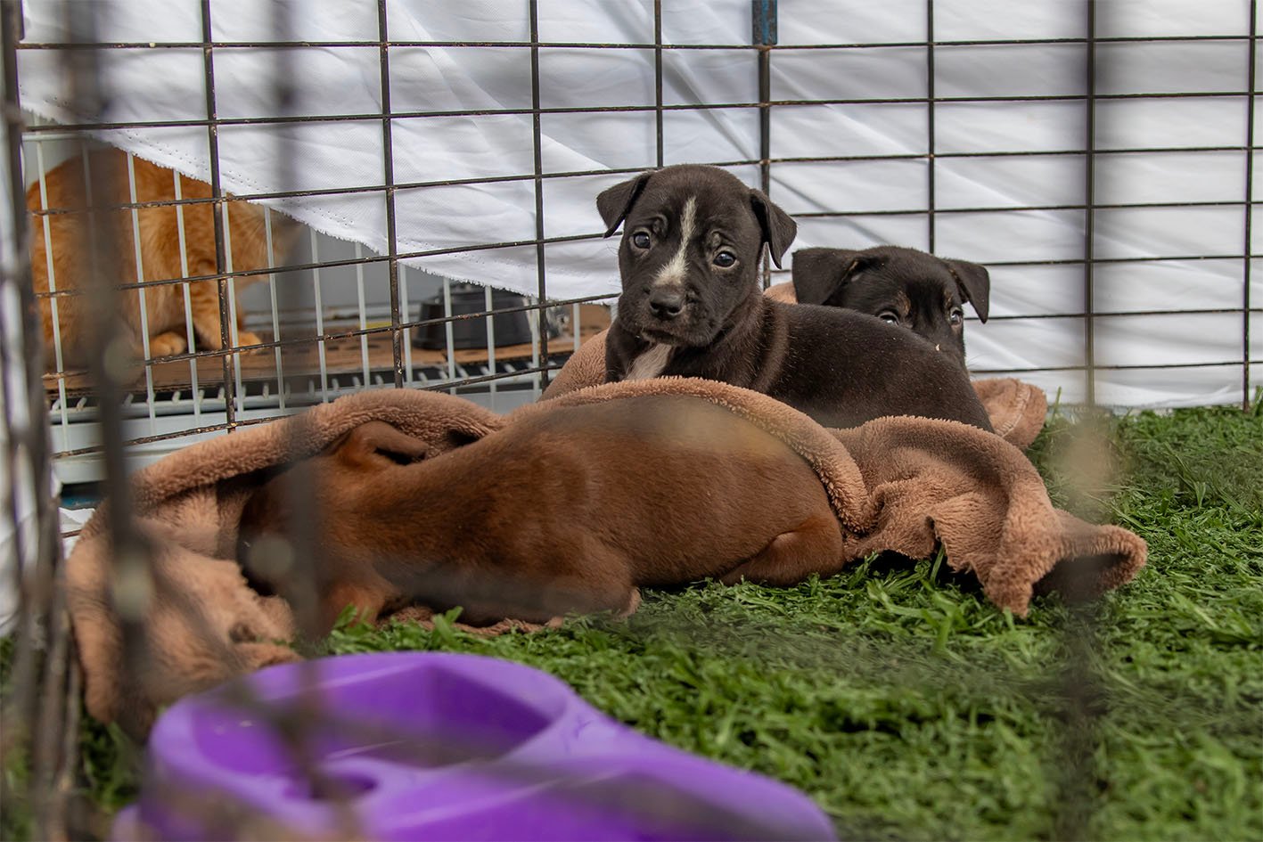 Feira em Macaé reúne 15 cães e gatos para adoção e orienta futuros tutores