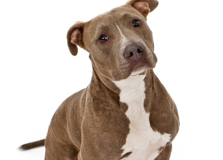 PetMóvel de Mangaratiba incluirá pitbulls na castração a partir de outubro