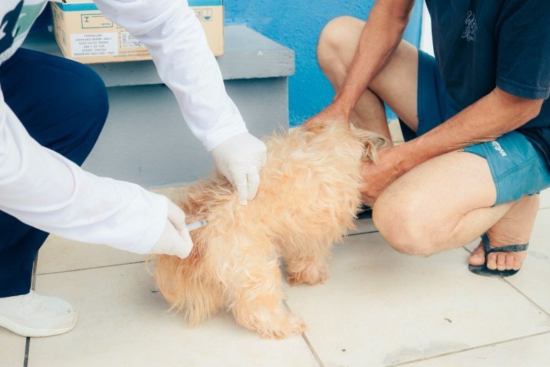 São João da Barra transfere vacinação de cães e gatos no Jardim das Palmeiras para dia 15