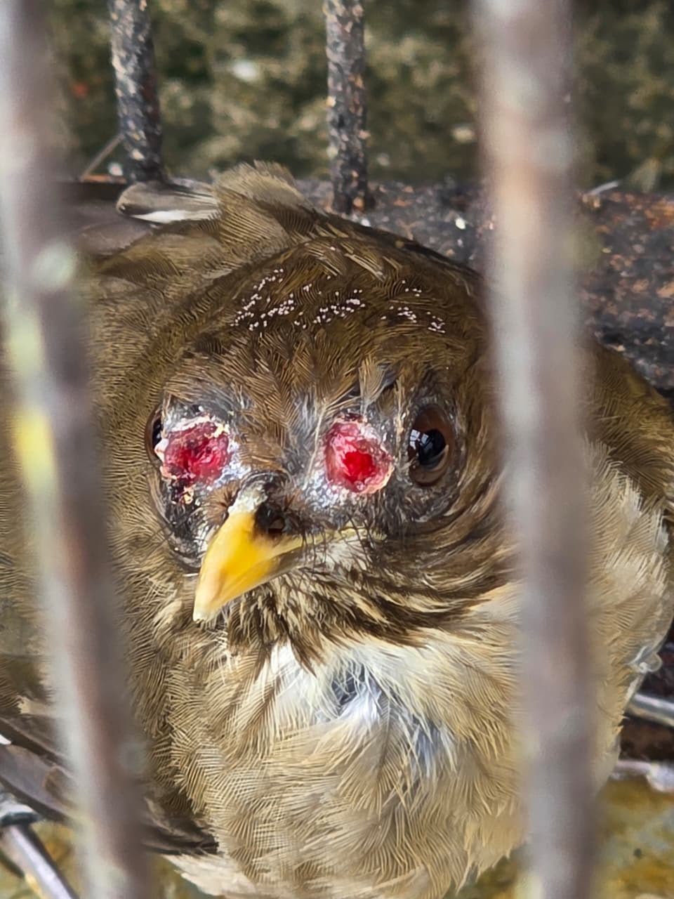Nova Iguaçu apreende 47 aves silvestres em casa em Vila de Cava