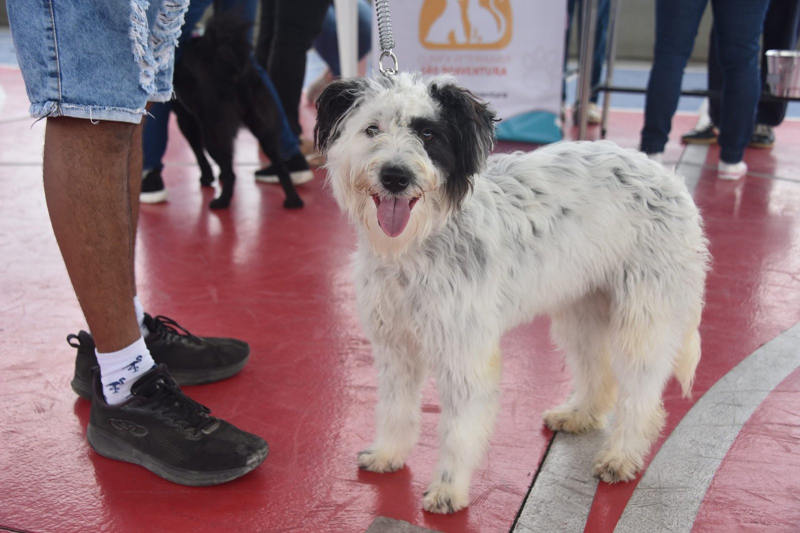 Maricá terá vacinação gratuita contra raiva para cães e gatos neste sábado