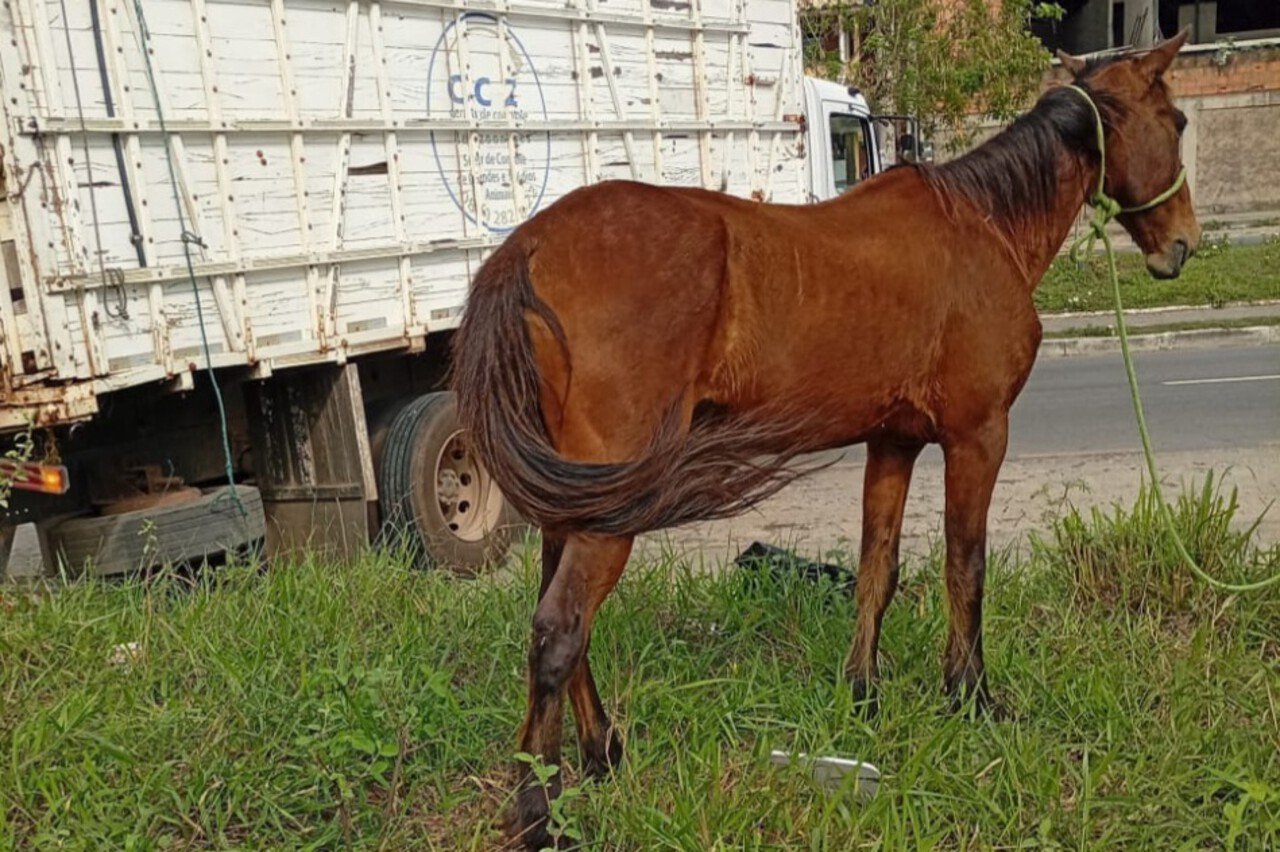 Campos recolheu 163 animais de grande porte desde janeiro; CCZ recebe chamados por telefone
