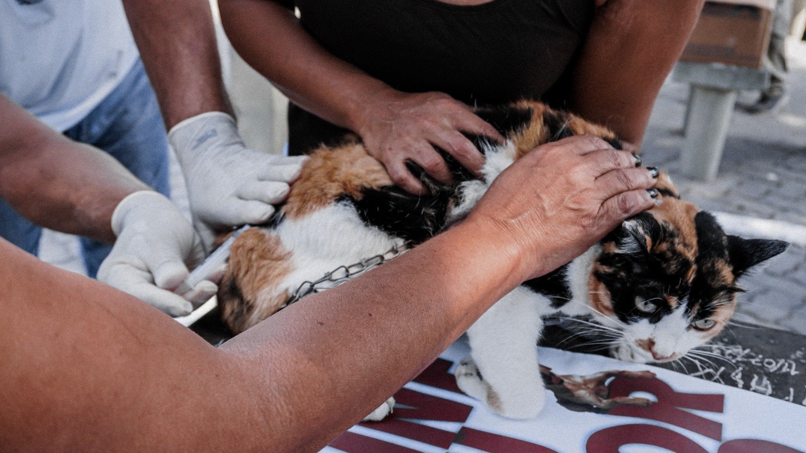 Itaboraí vacina cães e gatos contra a raiva de 5 a 8 de outubro; veja os locais