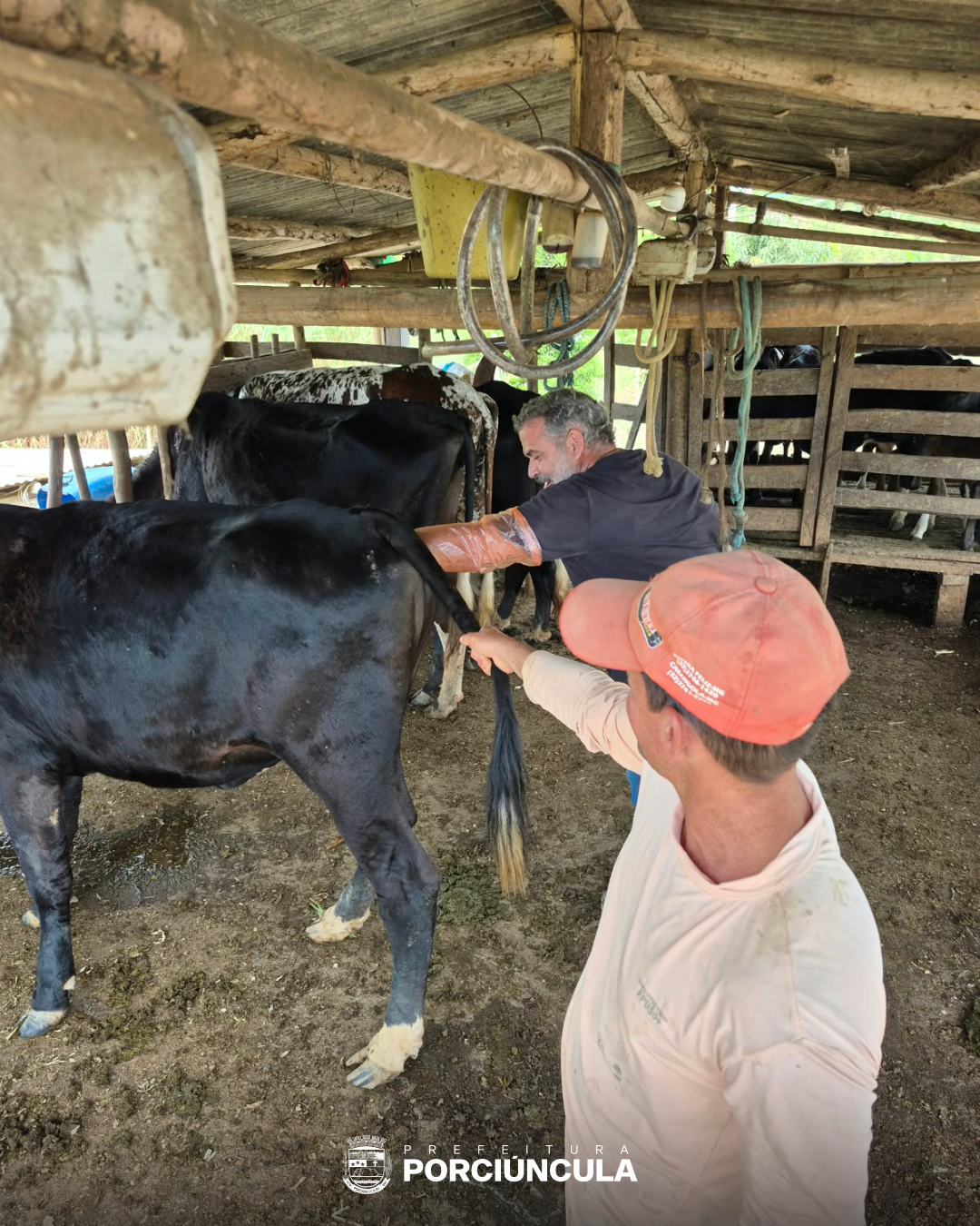 Produtores de Porciúncula recebem atendimento veterinário e vacinação de rebanhos