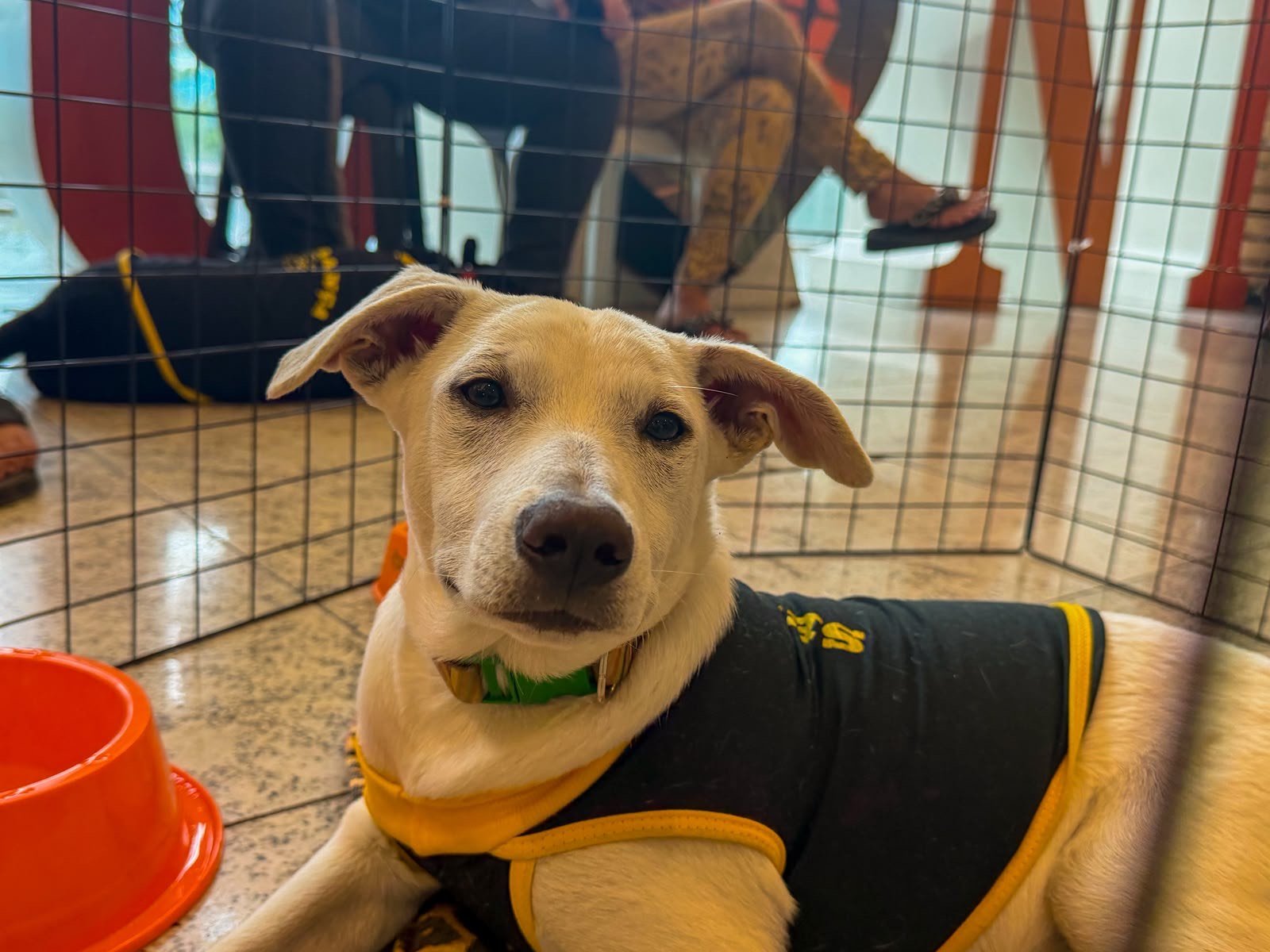 Nova Iguaçu terá 17 cães e gatos para adoção neste sábado no TopShopping